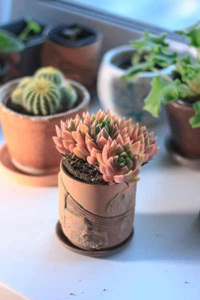Belle succulente rose et orange dans un pot d'argile comme plante maison. — Photo