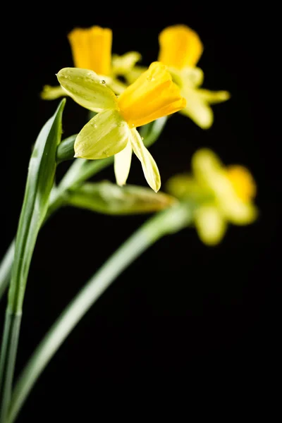 Flores narcisas o narcisas sobre fondo negro. — Foto de Stock