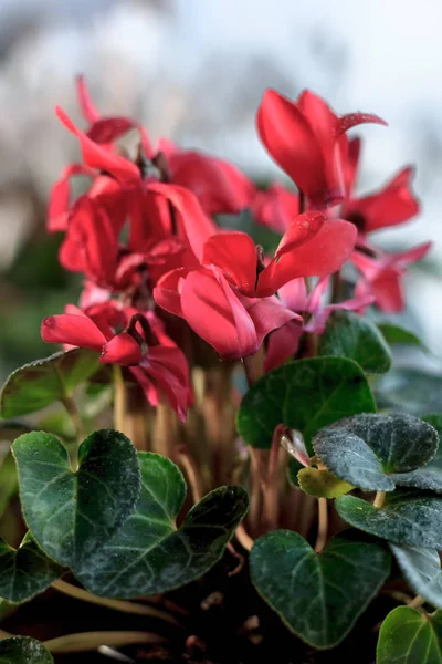 Красиві червоні або рожеві квіти цикламена в саду . — стокове фото