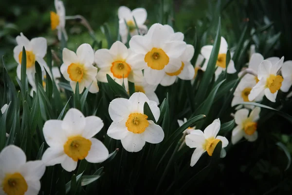 Beautiful daffodil flowers in a spring garden. — Stock Photo, Image