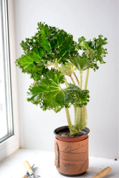 Hoja de lechuga Begonia — Foto de Stock