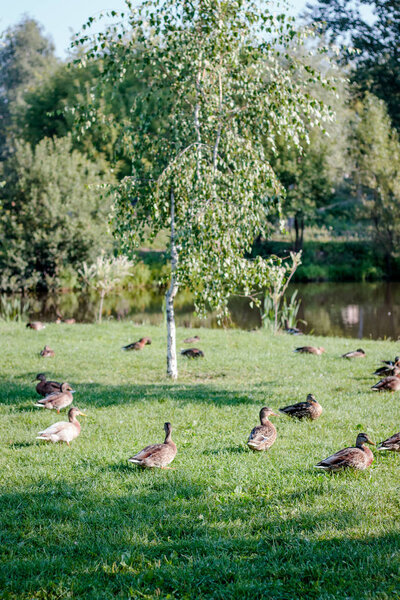 Flock of wild ducks on recreation park or zoo