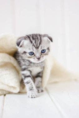 Beyaz zeminde yürüyen sevimli kedi yavrusu.