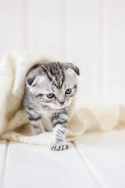 Küçük gri kedi yavrusu zemin üzerinde beyaz kürk üzerinde oynuyor.