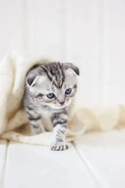 Kleine grijze kitten speelt op de witte vacht over de vloer. — Stockfoto