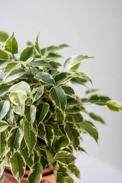 Ficus benjamina kinky in a pot over white background. — Stock Photo, Image
