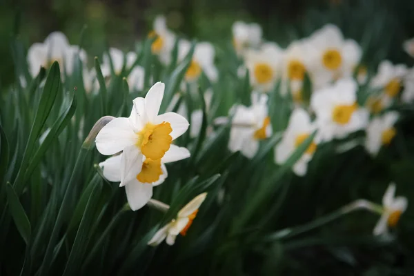 Hermosas flores de narciso en un jardín de primavera . — Foto de Stock