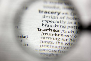 Sözlükteki kelime veya ifade Trakea.