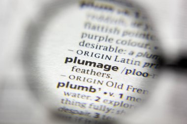 Sözlükteki sözcük veya tümcecik Tüy.