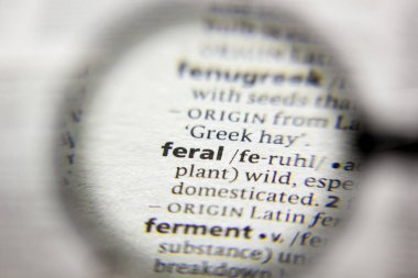 Sözlükte Feral sözcüğü veya tümceciği.