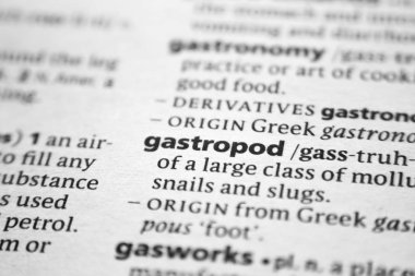 Sözlükte sözcük veya ifade Gastropod.