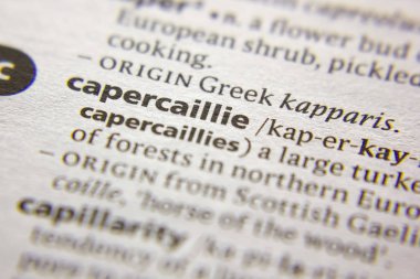 Sözlükte Capercaillie sözcüğü veya tümceciliği.