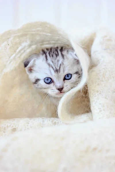 Petit chaton gris joue sur la fourrure blanche sur le sol . — Photo