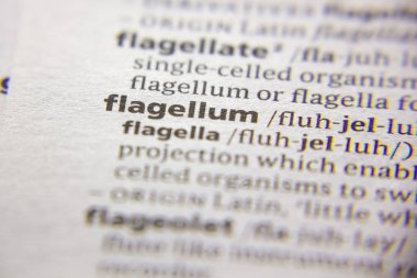 Sözlükte Flagellum sözcüğü veya tümceciği.