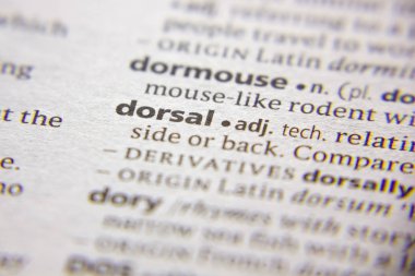 Sözlükte Dorsal sözcüğü veya tümceciği.