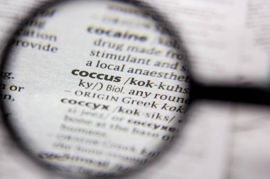 Kelime veya tümcecik coccus bir sözlük.