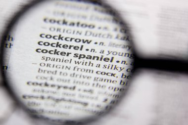 Kelime veya tümcecik cockerel bir sözlük.