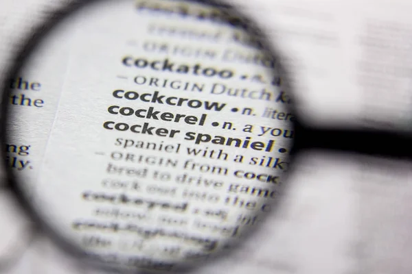Parola o frase Cockerel in un dizionario . — Foto Stock