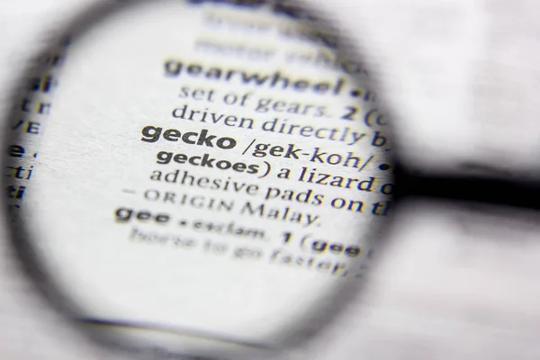 Palavra ou frase Gecko em um dicionário . — Fotografia de Stock