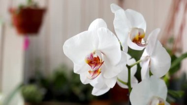 kapalı büyüyen güzel houseplant yakın çekim görüntüleri