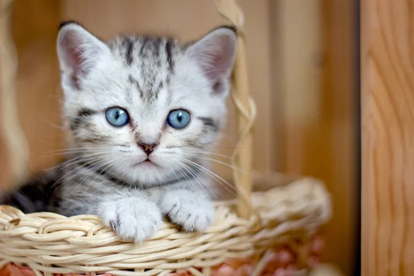 Förtjusande liten kattunge sitter i en korg. — Stockfoto