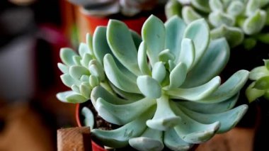 kapalı büyüyen güzel houseplant yakın çekim görüntüleri