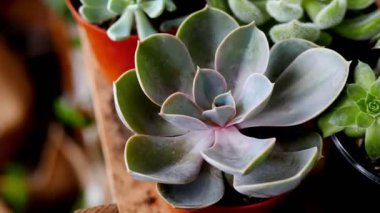 kapalı büyüyen güzel houseplant yakın çekim görüntüleri