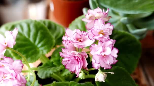 Close Upbeelden Van Prachtige Kamerplant Die Binnen Groeit — Stockvideo