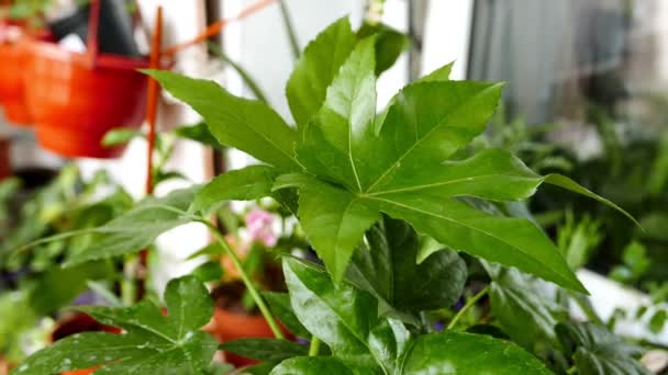 Close Footage Beautiful Houseplant Growing Indoor — Stock Video