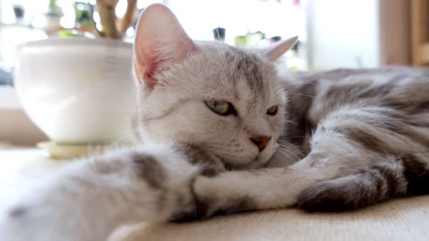 Primer Plano Metraje Hermoso Gris Tabby Gato — Vídeo de stock