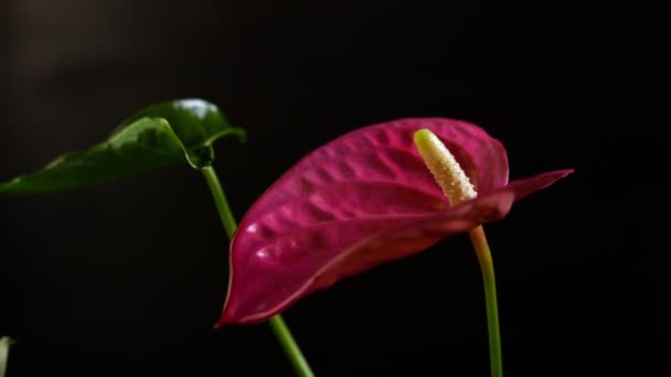 Plan Rapproché Belles Plantes Intérieur Isolées Sur Noir — Video