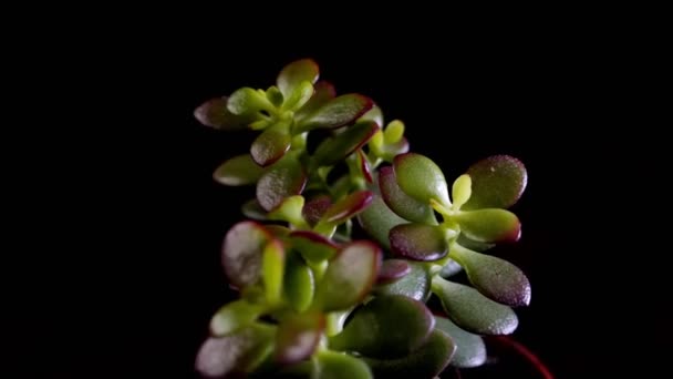 Close Footage Beautiful Houseplant Isolated Black — Stock Video