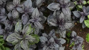 Bahçede yetişen bitkisel baharatların yakın plan görüntüleri.