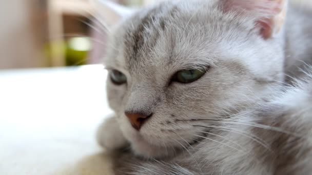 Close Footage Beautiful Grey Tabby Cat — Stock Video