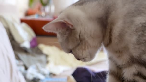 美丽的灰肥猫的特写镜头 — 图库视频影像