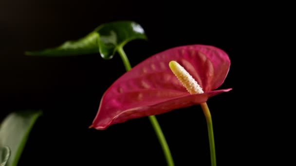 Close Footage Beautiful Blossoming Flowers Background — Stock Video