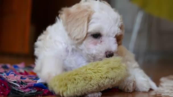 Close Footage Beautiful Little Bichon Puppy — Stock Video