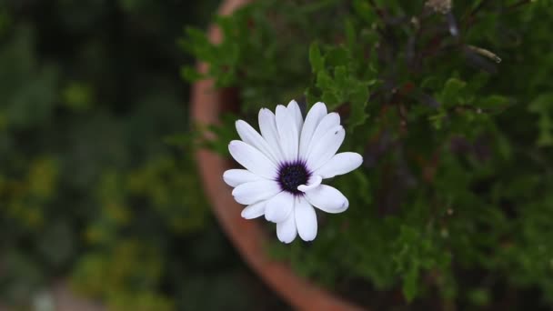 Close Beelden Van Mooie Bloeiende Bloemen Voor Achtergrond — Stockvideo