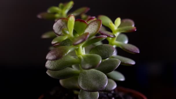 黑隔离盆中肉质植物的特写镜头 — 图库视频影像