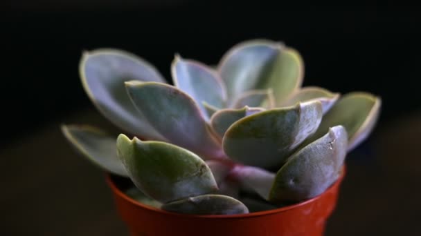 Imagens Close Planta Suculenta Vaso Isolado Preto — Vídeo de Stock