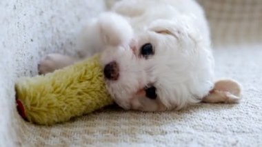 Güzel küçük bizon yavrusunun yakın çekim görüntüleri.