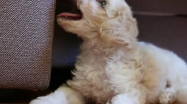 Güzel küçük bizon yavrusunun yakın çekim görüntüleri.