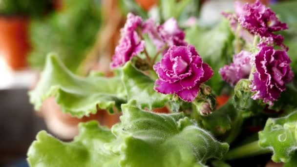 Imagens Close Belas Flores Florescentes Para Fundo — Vídeo de Stock