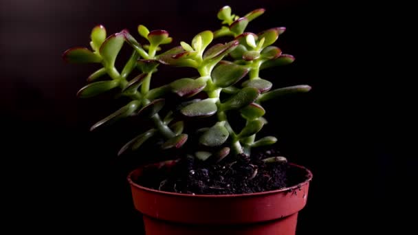 Close Footage Succulent Plant Pot Isolated Black — Stock Video