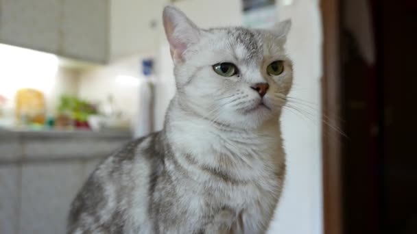 美しいグレーのタビー猫のクローズアップ映像 — ストック動画