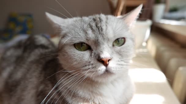 Κοντινό Πλάνο Από Την Όμορφη Γκρι Γάτα Tabby — Αρχείο Βίντεο