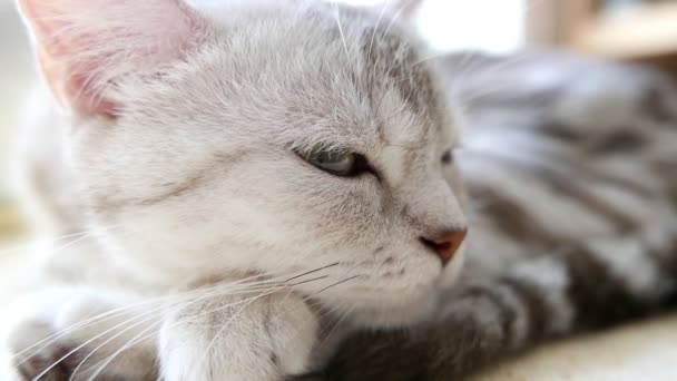 Крупним Планом Кадри Красивої Сірої Кішки Таббі — стокове відео