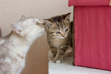 Sevimli anne kedi onu kedi yavrusu çocuk öpüşme