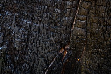 Yanmış ağaç dokusu ağaçta yandıktan sonra filizleniyor.