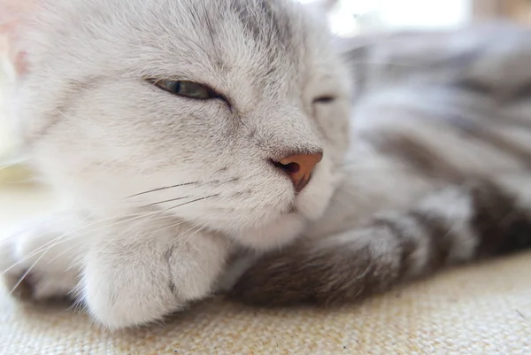 Ritratto di un gatto grigio — Foto Stock